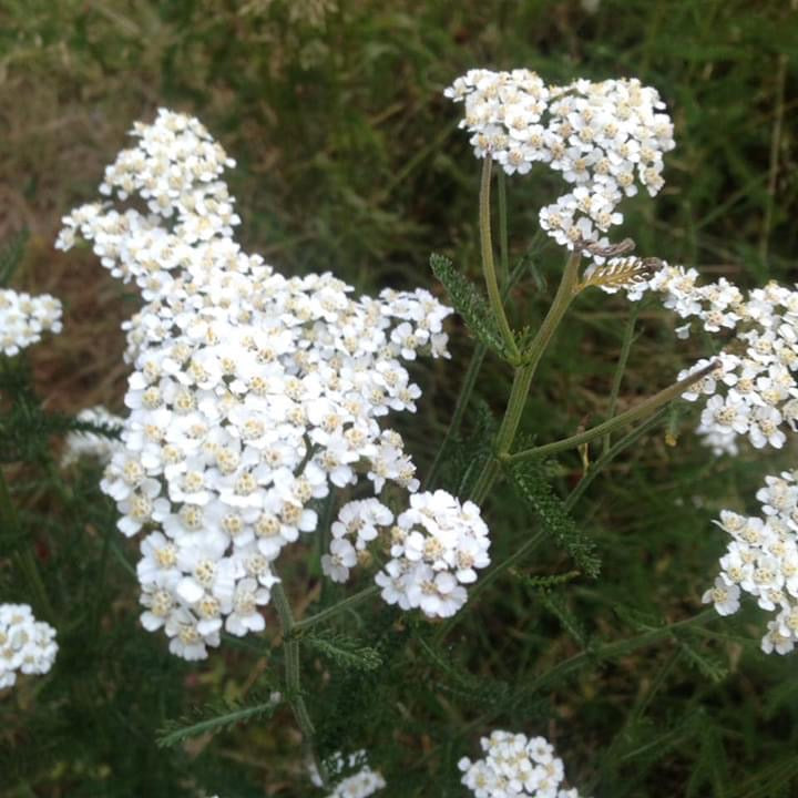 ONLINE WFA + Herbal Medicine Wilderness First Aid (ALL ONLINE )