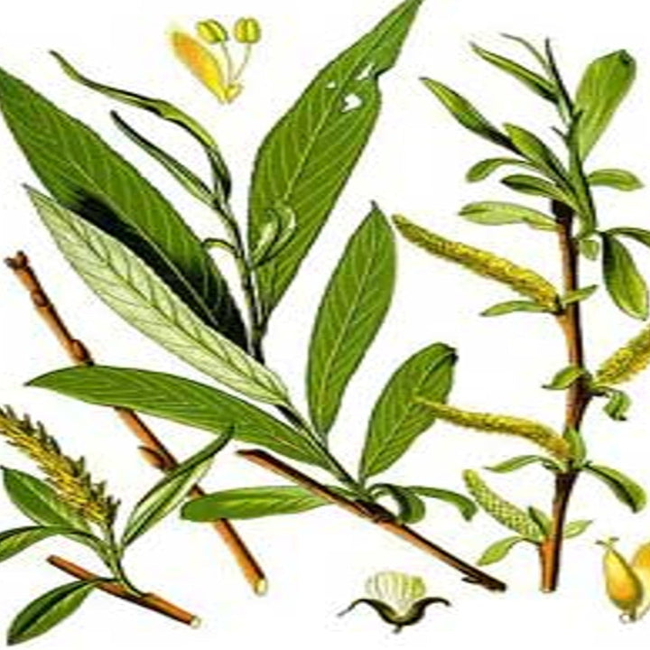 WFA + Herbal Medicine Wilderness First Aid (online + in person)